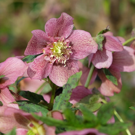 Helleborus orientalis 'Pretty Ellen Spotted' (nieskruid)