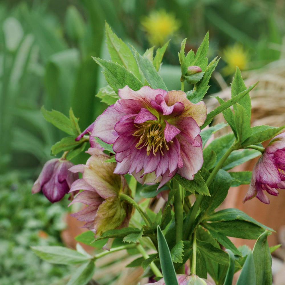 Helleborus orientalis 'Double Ellen Pink' (nieskruid)