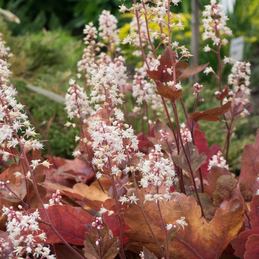 Heuchera 'Caramel' (purperklokje)