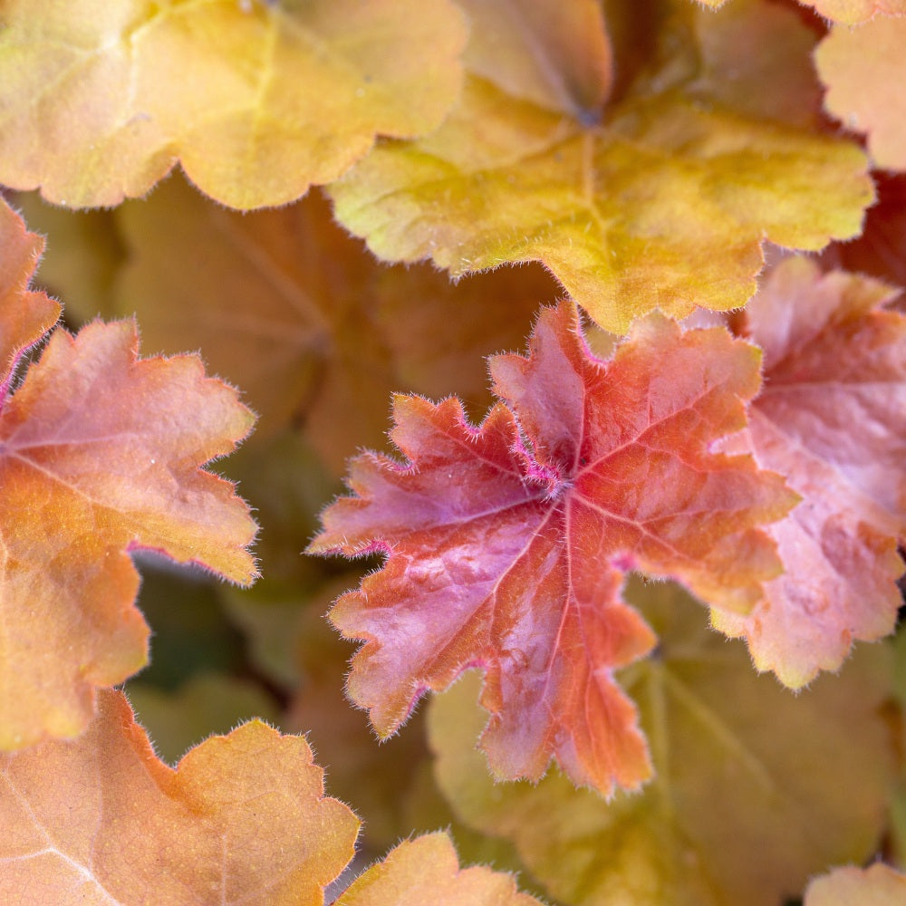 Heuchera 'Caramel' (purperklokje)