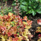 Heuchera 'Marmalade' (purperklokje)