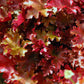 Heuchera 'Marmalade' (purperklokje)