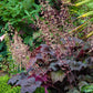 Heuchera micrantha 'Palace Purple' (purperklokje)