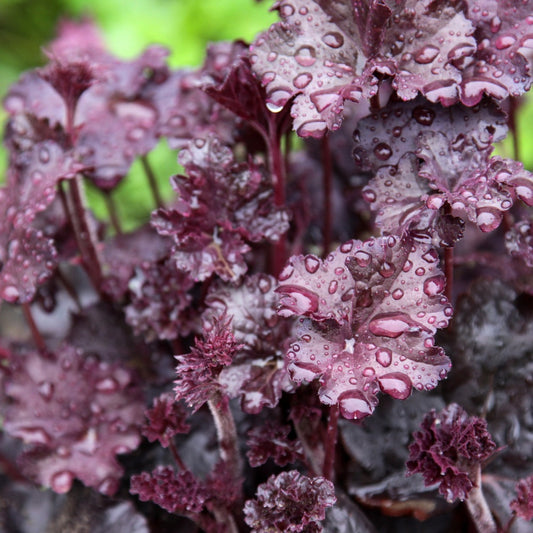 Heuchera micrantha 'Palace Purple' (purperklokje)