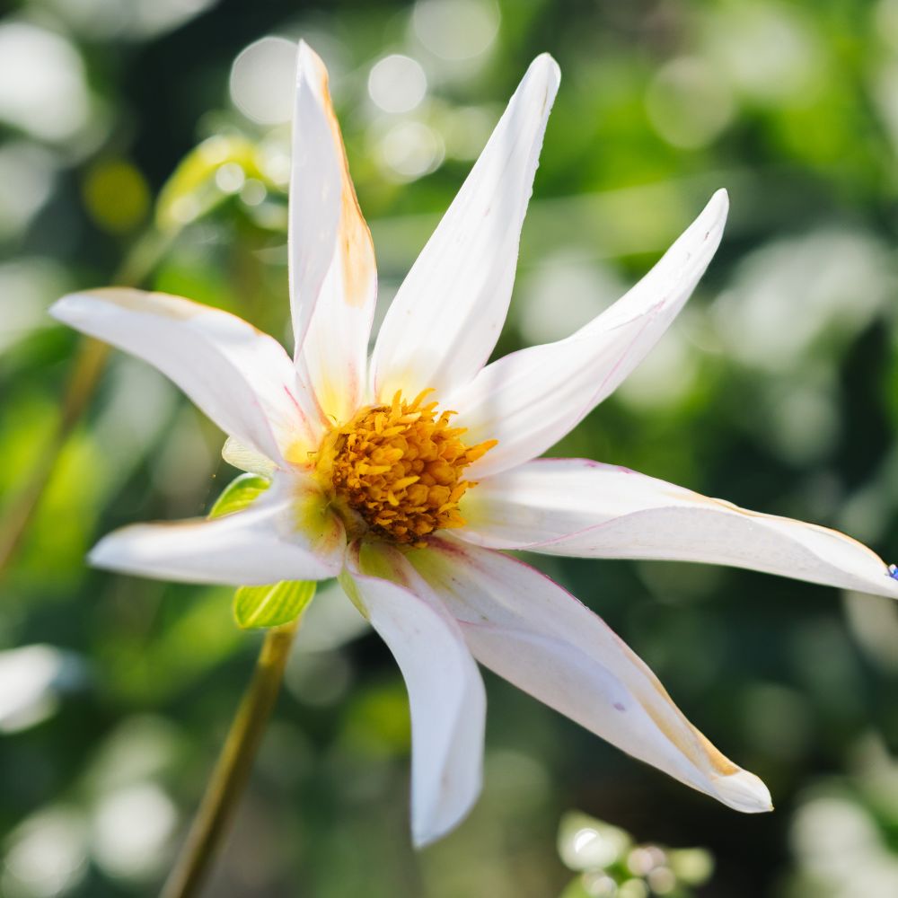 Dahlia 'Honka Fragile'