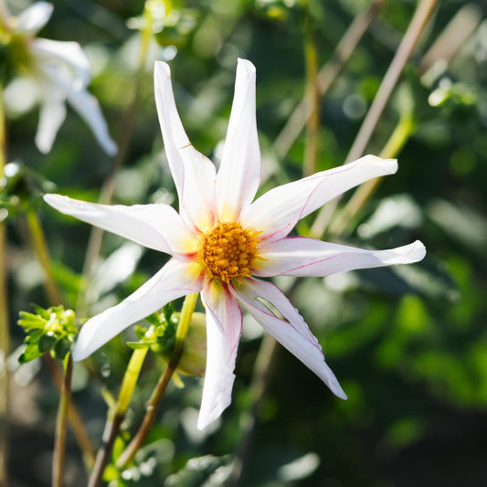 Dahlia 'Honka Fragile'