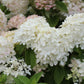 Hydrangea paniculata 'Bobo' (pluimhortensia)