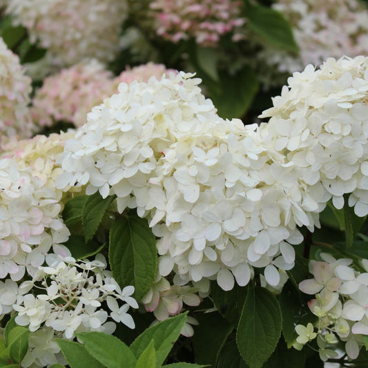 Hydrangea paniculata 'Bobo' (pluimhortensia)