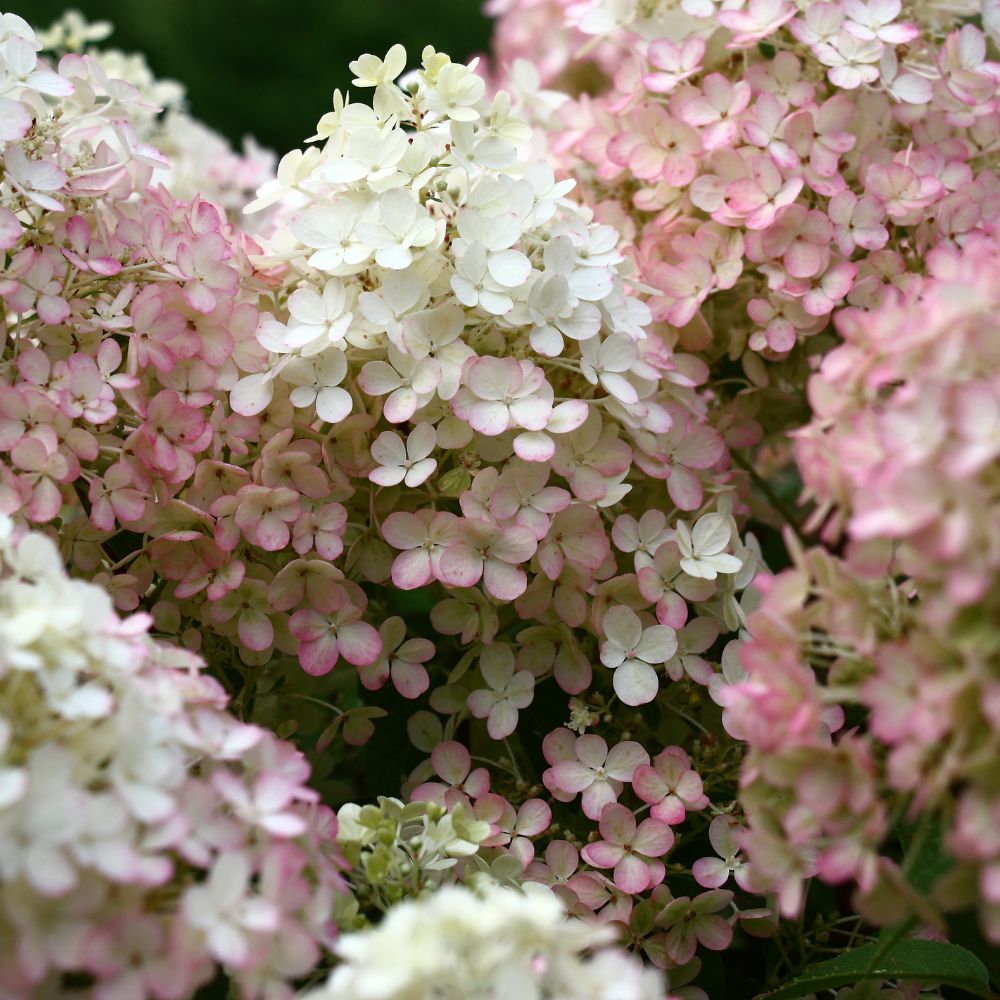 Hydrangea paniculata 'Bobo' (pluimhortensia)