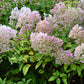 Hydrangea paniculata 'Bobo' (pluimhortensia)