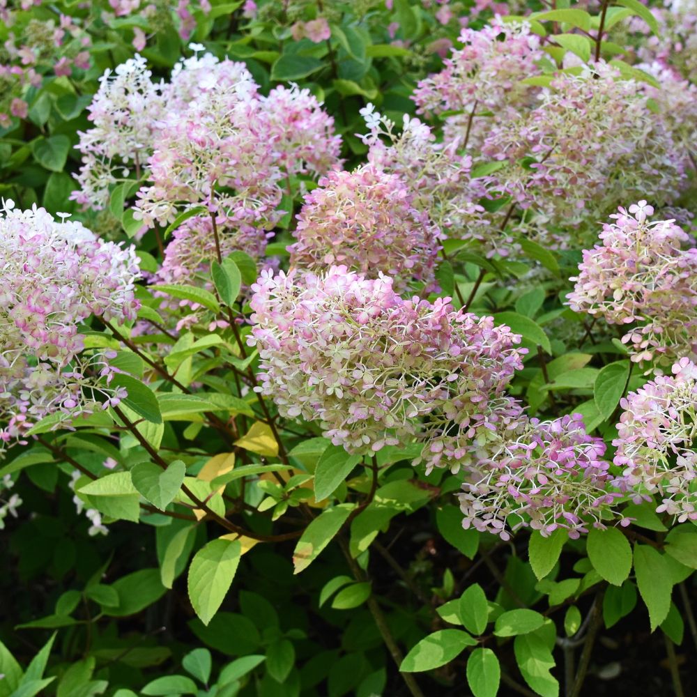 Hydrangea paniculata 'Bobo' (pluimhortensia)