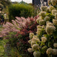 Hydrangea paniculata 'Limelight' (pluimhortensia)