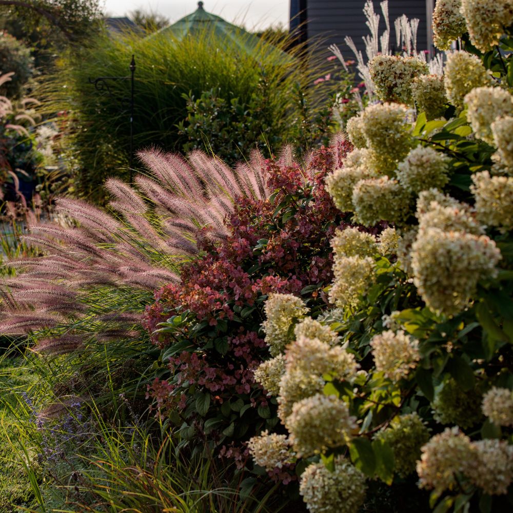 Hydrangea paniculata 'Limelight' (pluimhortensia)