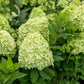 Hydrangea paniculata 'Limelight' (pluimhortensia)