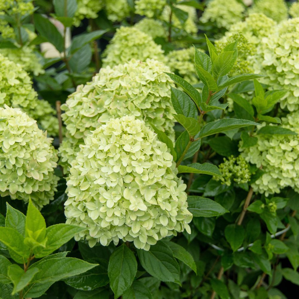 Hydrangea paniculata 'Limelight' (pluimhortensia)