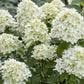 Hydrangea paniculata 'Limelight' (pluimhortensia)