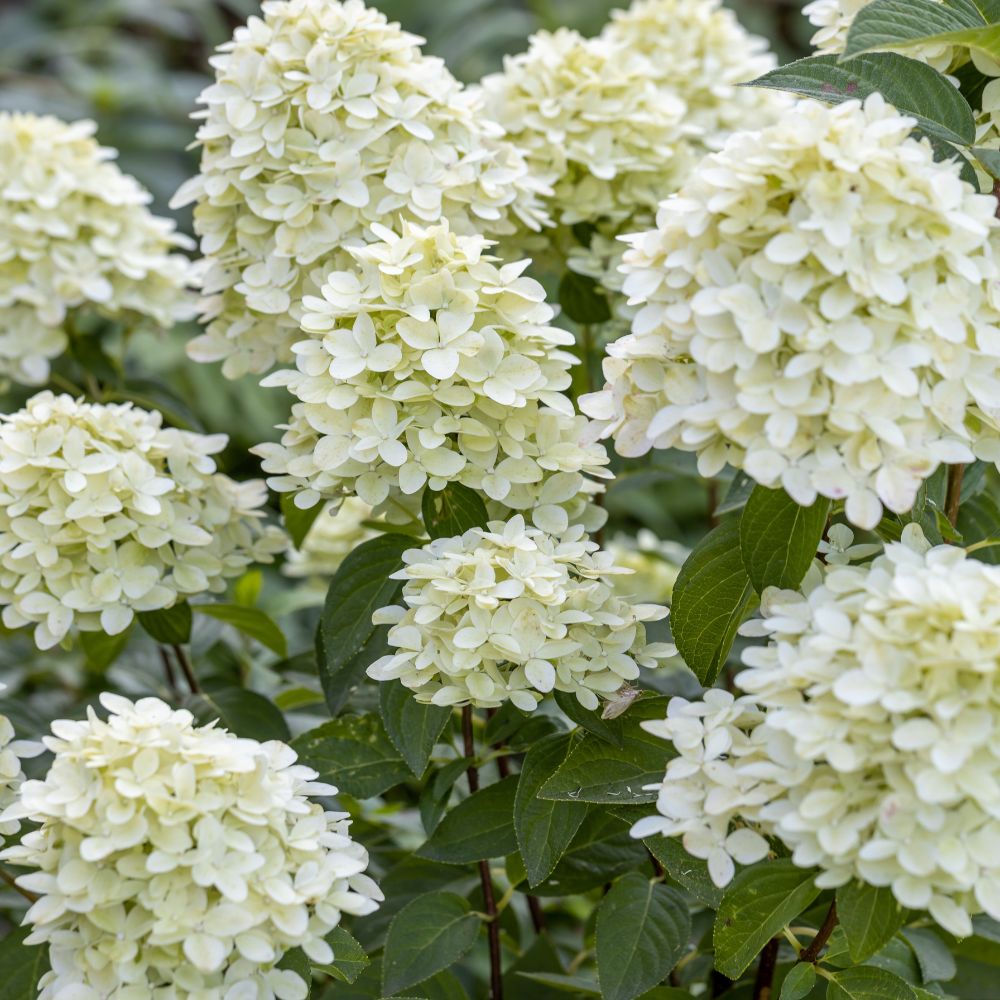 Hydrangea paniculata 'Limelight' (pluimhortensia)