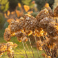Hydrangea paniculata 'Limelight' (pluimhortensia)