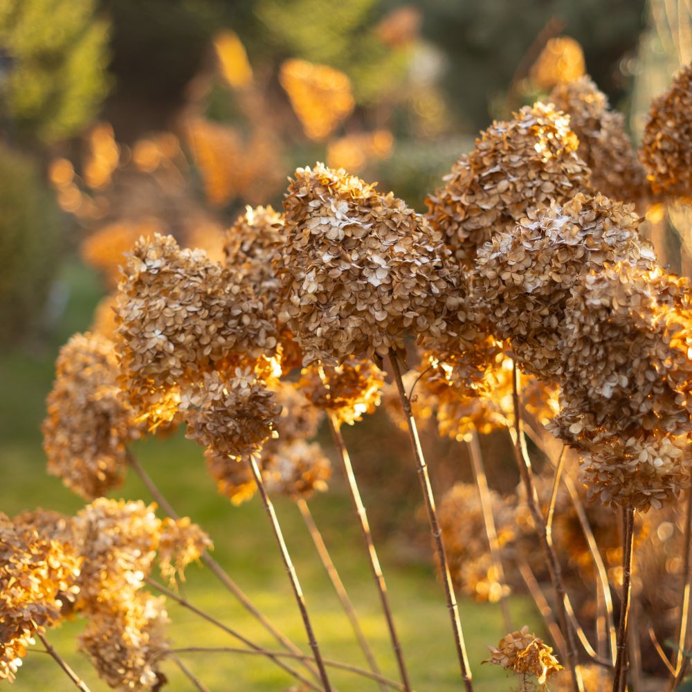 Hydrangea paniculata 'Limelight' (pluimhortensia)