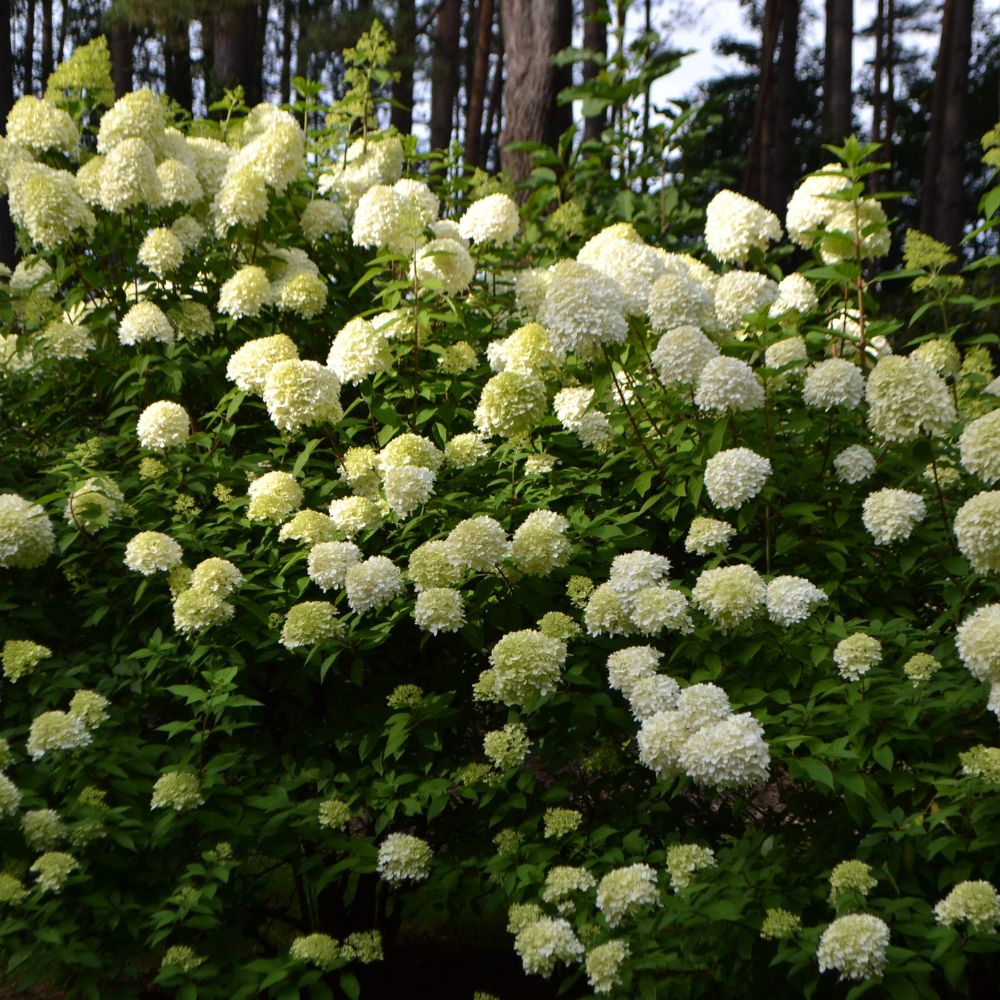 Hydrangea paniculata 'Limelight' (pluimhortensia)