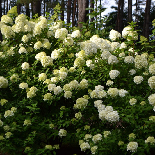 Hydrangea paniculata 'Limelight' (pluimhortensia)