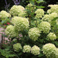 Hydrangea paniculata 'Little Lime' (pluimhortensia)