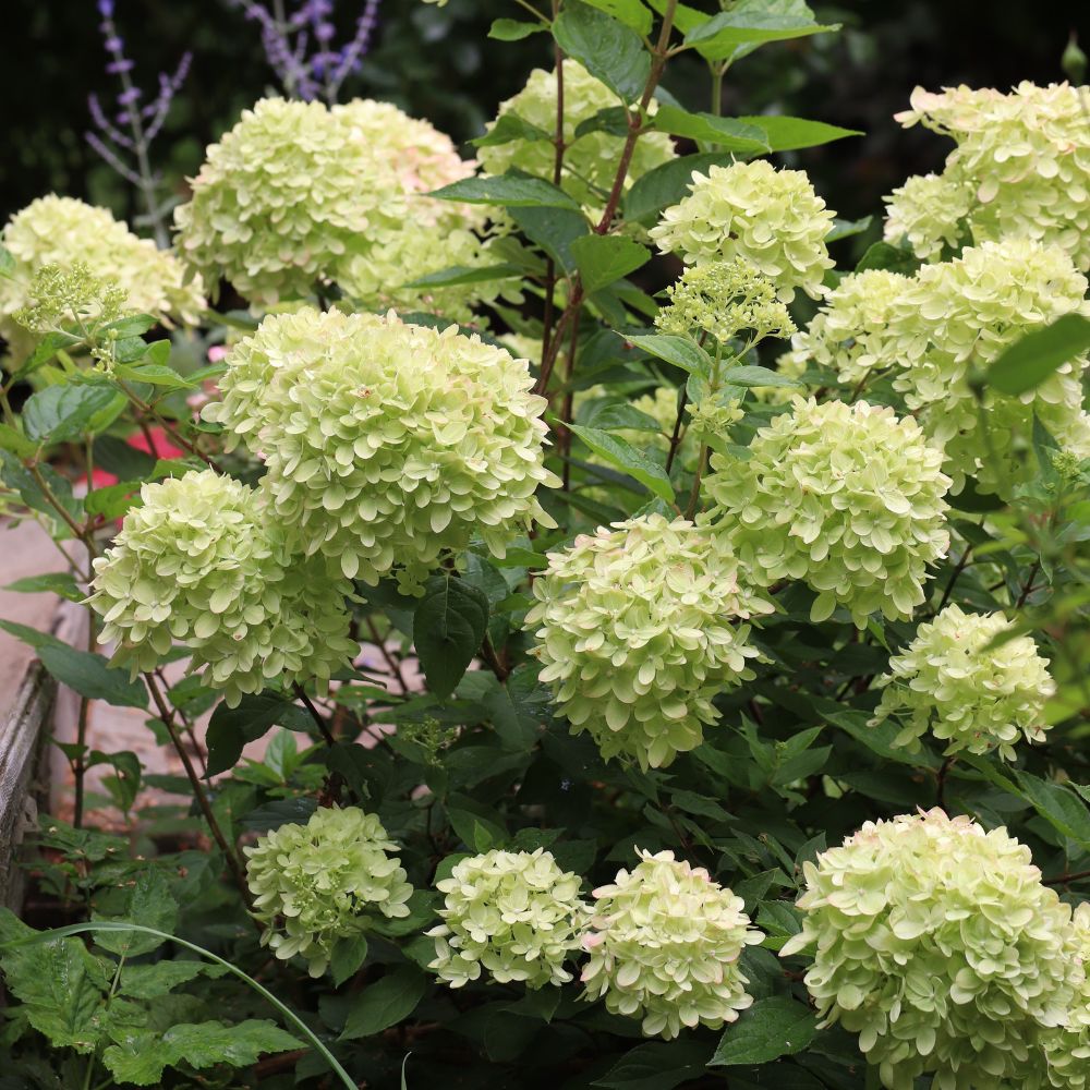 Hydrangea paniculata 'Little Lime' (pluimhortensia)