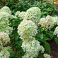 Hydrangea paniculata 'Little Lime' (pluimhortensia)