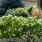 Hydrangea paniculata 'Little Lime' (pluimhortensia)