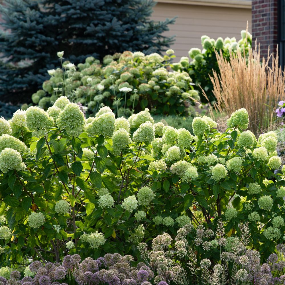 Hydrangea paniculata 'Little Lime' (pluimhortensia)