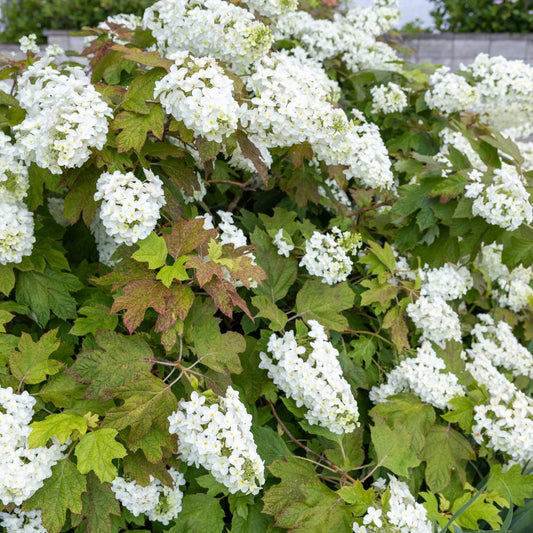 Hydrangea quercifolia 'Burgundy' (eikenbladhortensia)