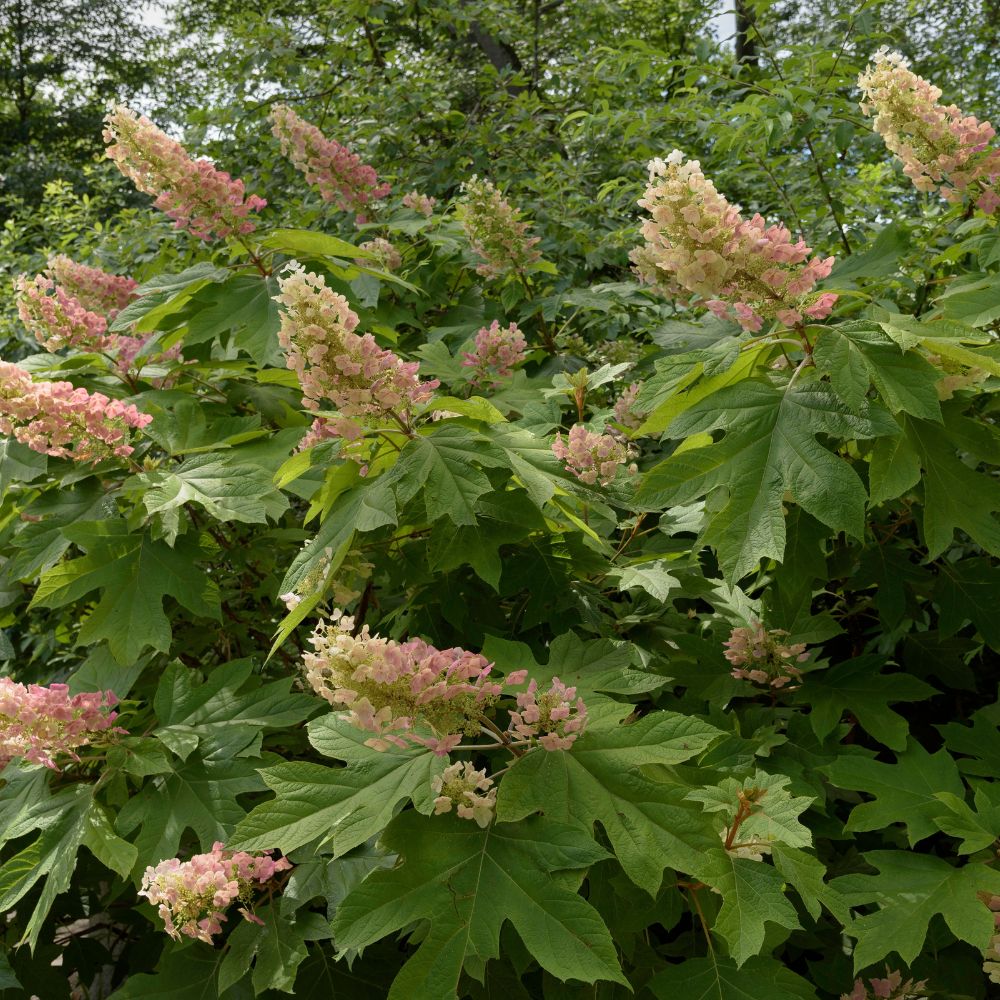 Hydrangea quercifolia 'Burgundy' (eikenbladhortensia)