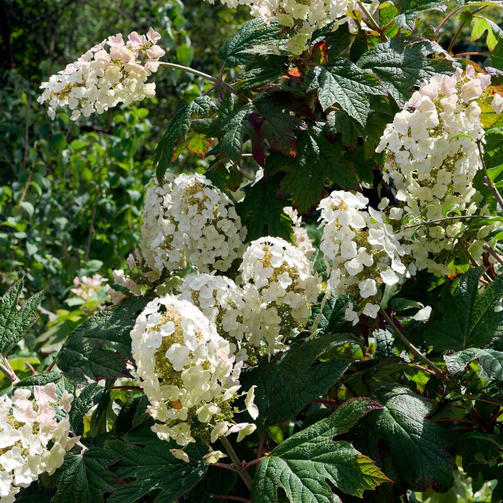Hydrangea quercifolia 'Burgundy' (eikenbladhortensia)