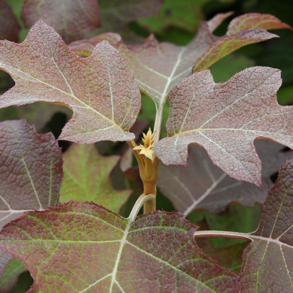 Hydrangea quercifolia 'Burgundy' (eikenbladhortensia)