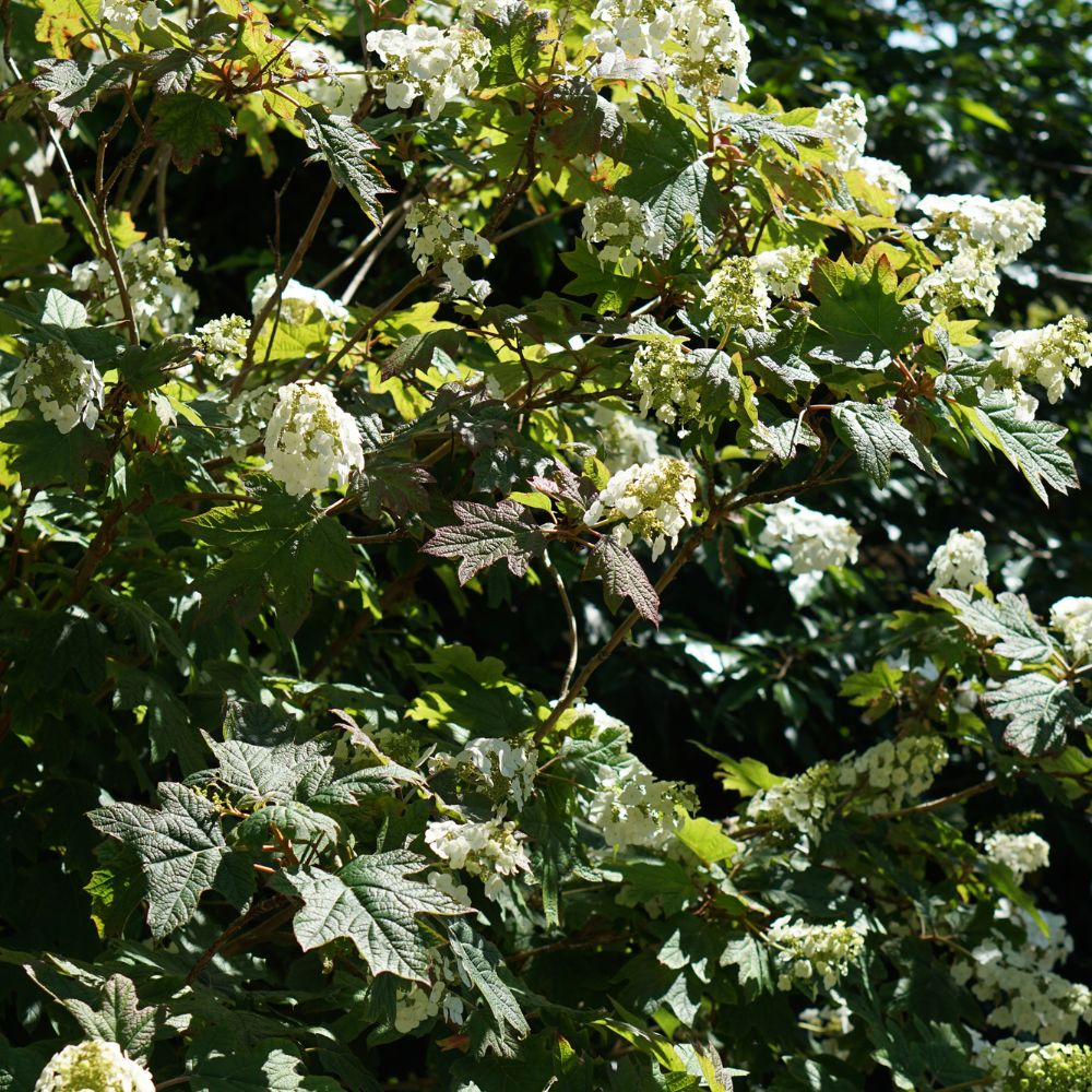 Hydrangea quercifolia (eikenbladhortensia)