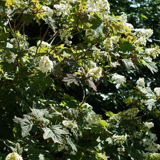 Hydrangea quercifolia (eikenbladhortensia)