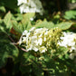 Hydrangea quercifolia (eikenbladhortensia)