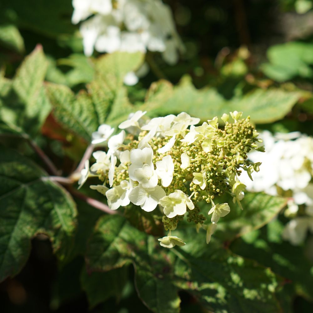 Hydrangea quercifolia (eikenbladhortensia)