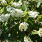 Hydrangea quercifolia (eikenbladhortensia)