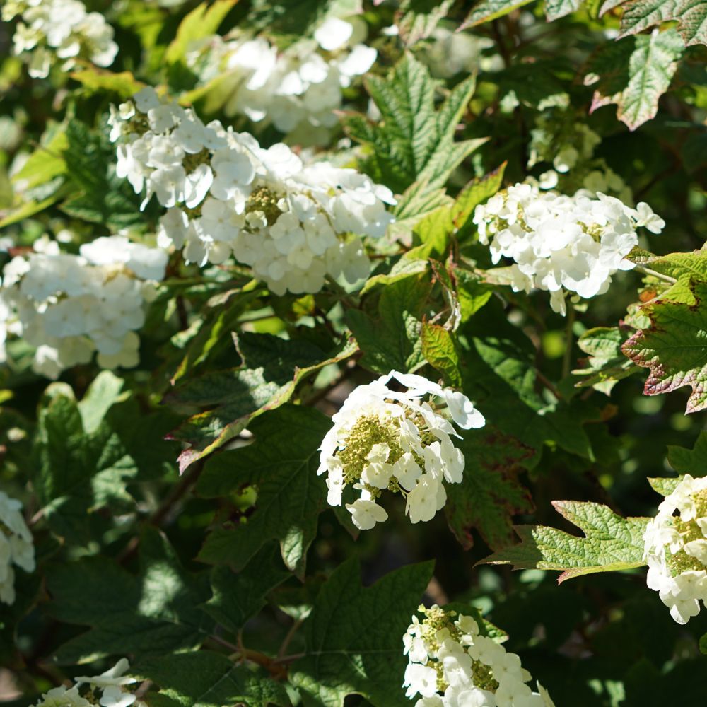 Hydrangea quercifolia (eikenbladhortensia)
