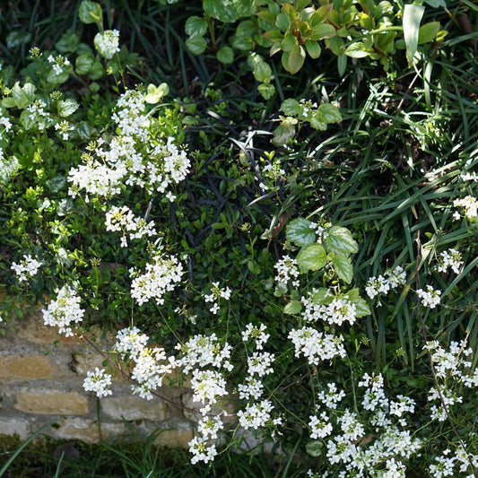 Iberis sempervirens (scheefbloem)