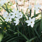 Ipheion 'Wisley Blue' (voorjaarsster, 10 stuks)