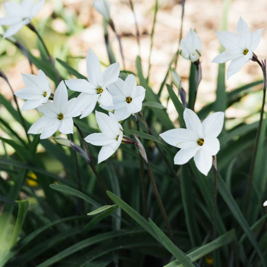 Ipheion 'Wisley Blue' (voorjaarsster, 10 stuks)