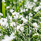 Ipheion 'Wisley Blue' (voorjaarsster, 10 stuks)