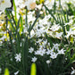 Ipheion 'Wisley Blue' (voorjaarsster, 10 stuks)