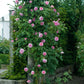 Rosa 'James Galway' (klimroos)