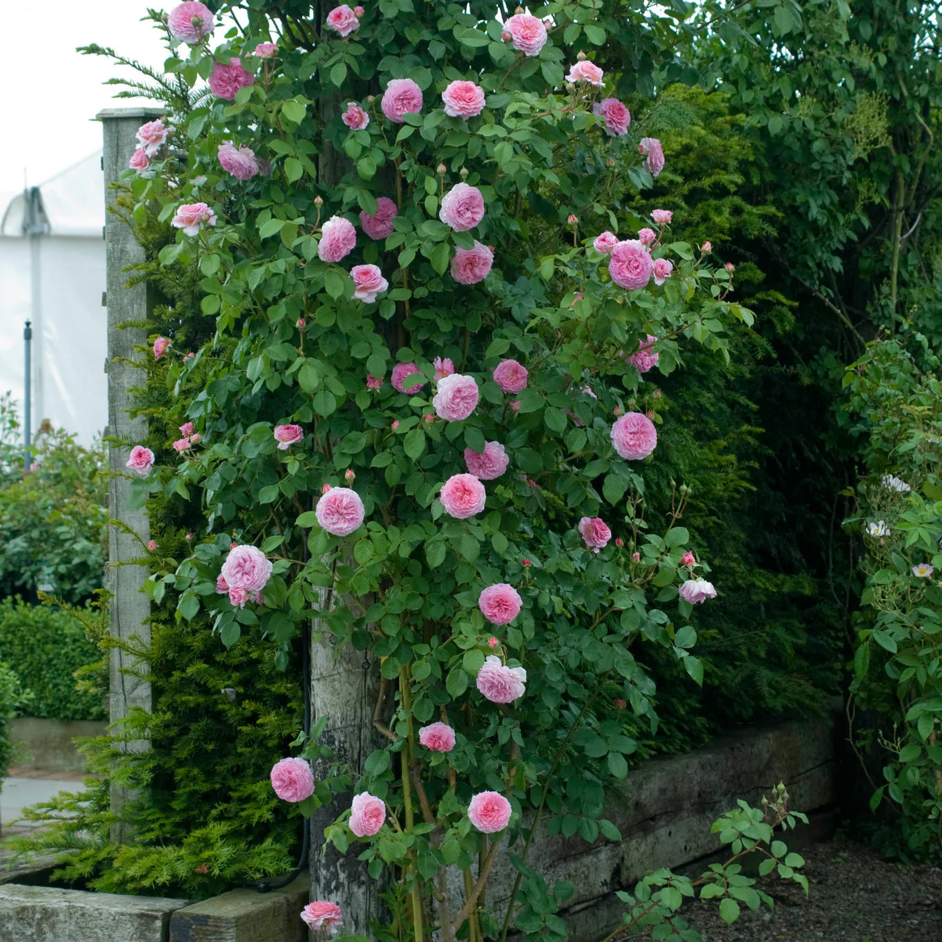 Rosa 'James Galway' (klimroos)