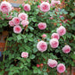 Rosa 'James Galway' (klimroos)
