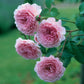 Rosa 'James Galway' (klimroos)