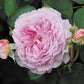 Rosa 'James Galway' (klimroos)